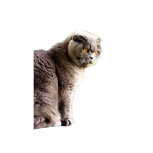 A Serene Scottish Fold Cat Sitting Outdoors, Showcasing Its Signature Folded Ears. 14308 - Cat PNG image with transparent background